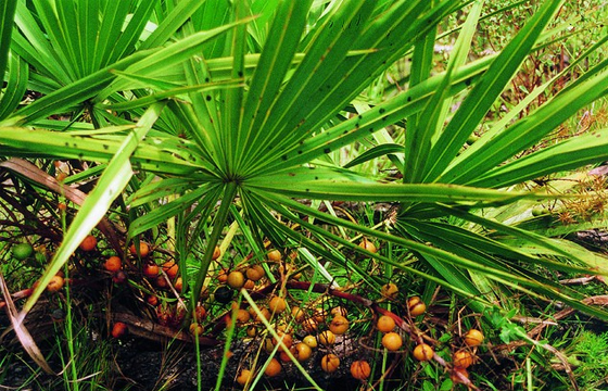 Saw Palmetto