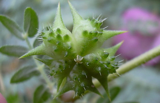 Tribulus Terrestris