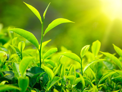Green Tea