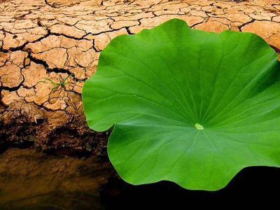 Lotus Leaf