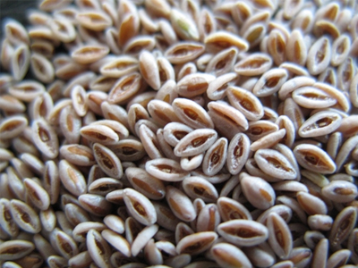 Psyllium